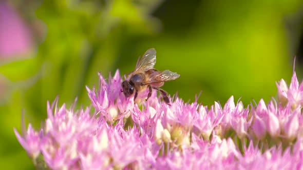Macro of Bee Gathering Pollen From Milkweed