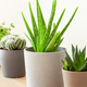 green houseplants cactus succulent aloe vera, gasteria duval, pilea depressa, parodia warasii - PhotoDune Item for Sale
