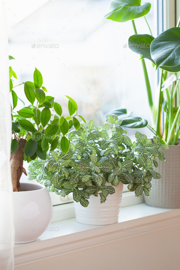 green houseplants fittonia, monstera and ficus microcarpa ginseng in white flowerpots on window - Stock Photo - Images