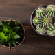 green houseplants flat lay cactus succulent gasteria duval, parodia warasii - PhotoDune Item for Sale