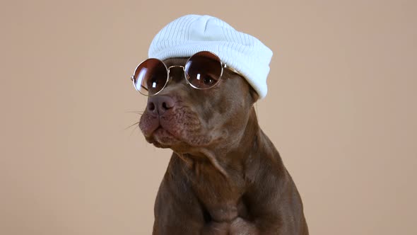 Frontal Portrait of an American Pit Bull Terrier Wearing Sunglasses and a White Hat on His Head alt