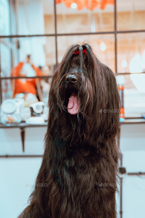 Hairy dog on groomer table