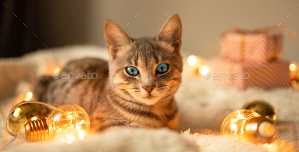 Happy grey cat lying and enjoys in comfortable bed on a blanket. Bright garland lights holiday decor