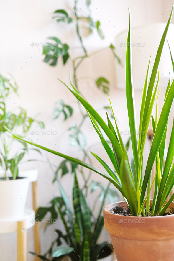 Sansevieria parva (Kenya Hyacinth) in a clay terracotta flower pot