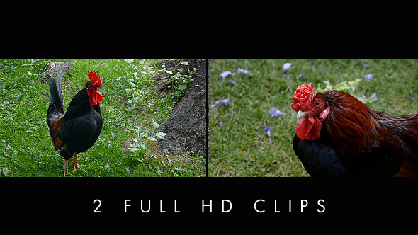 Black Rooster Crowing (2-Pack)