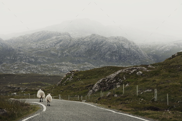Sheep on road, Isle of Lewis, West Coast, Scotland