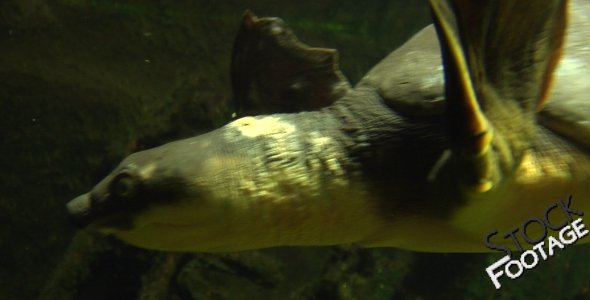 "Fishes 23- Turtle" Stock Footage in Full HD 