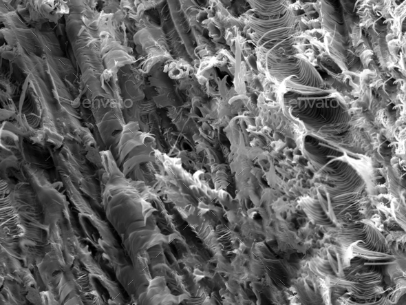 Micro structure from a fracture of Lacewood, imaged in a scanning electron microscope