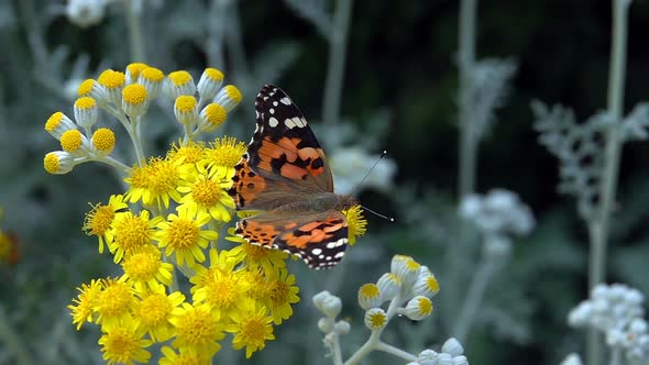 Butterfly Named Vanessa Cardui On Yellow Flowers  alt