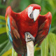 Parrot Macaw - VideoHive Item for Sale