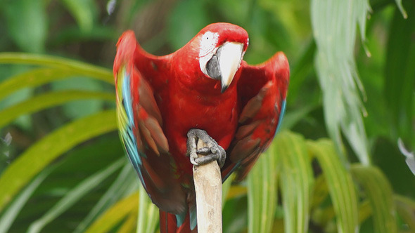 Parrot Macaw