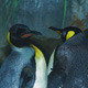 Emperor Penguins - VideoHive Item for Sale