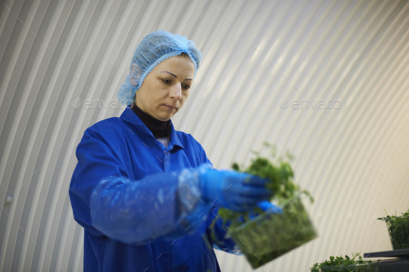 Woman wearing hair net and latex gloves packaging vegetables