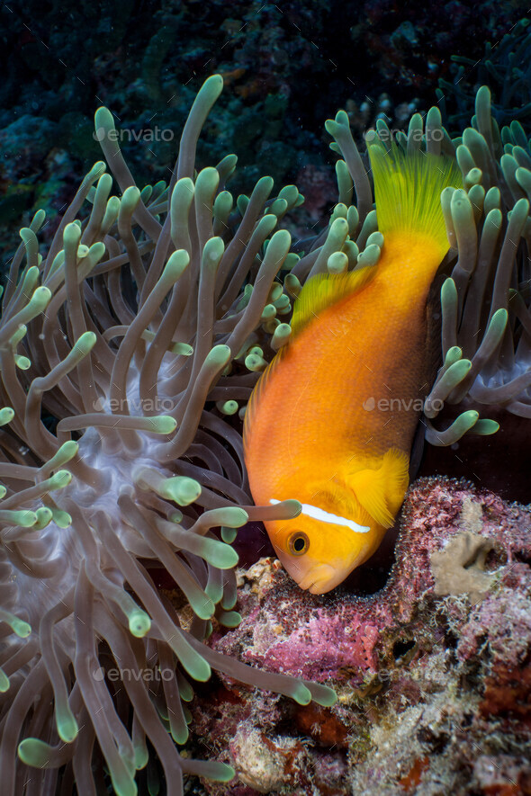 Anemonefish guarding eggs - Stock Photo - Images