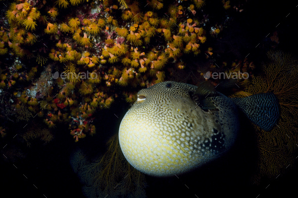 Inflated pufferfish. - Stock Photo - Images