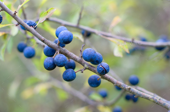 ripening blackthorn - Stock Photo - Images