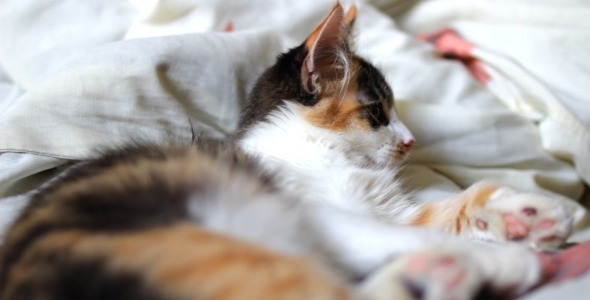 Close Up Of Kitten alt