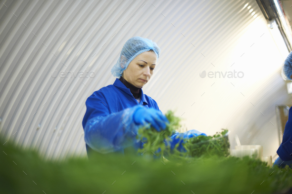 Woman on production line wearing hair net packaging vegetables