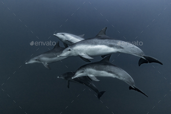 Pod of Common Dolphins hunting, Port St. Johns, South Africa