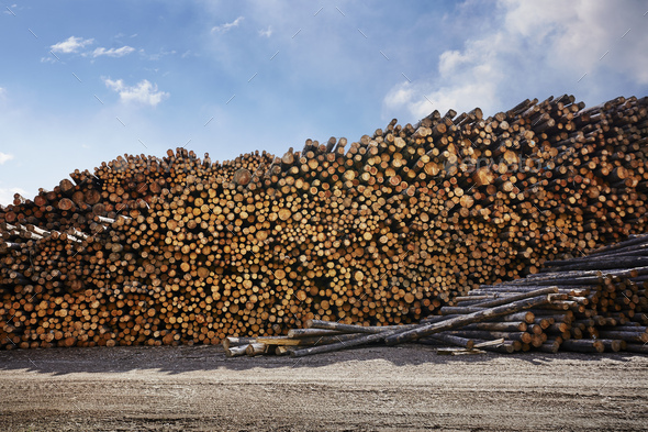 Large stack of logged timber in timber yard Stock Photo by ...