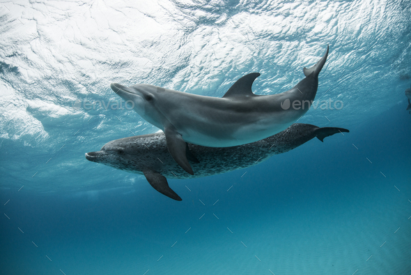 Two atlantic spotted dolphins (Stenella frontalis) swim and play around the sand banks in the - Stock Photo - Images