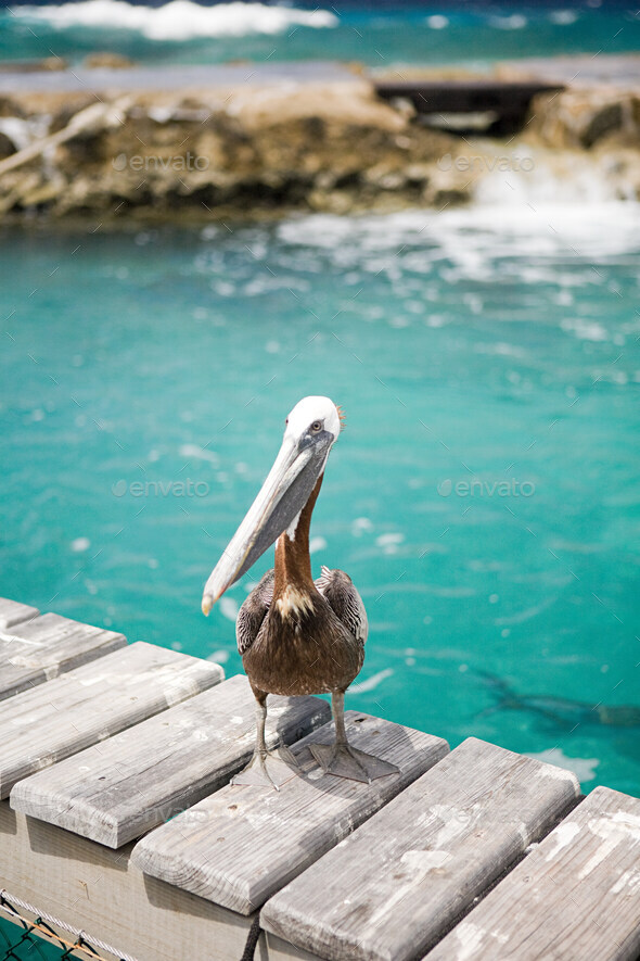Pelican, Curacao, Antilles - Stock Photo - Images