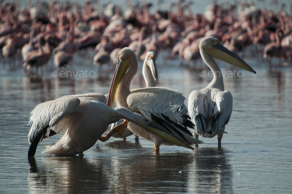 Pelicans and flamingos in shallows of Lake Nakuru, Kenya - Stock Photo - Images