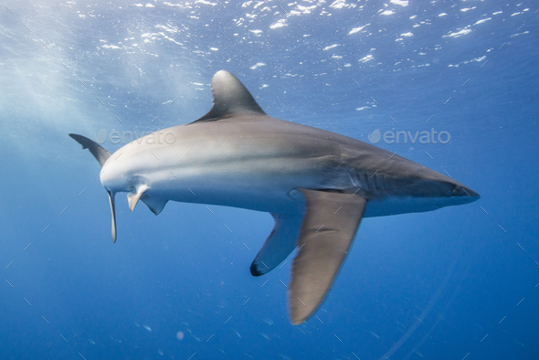 Silky shark (Carcharhinus falciformis) displays stressed behaviour: arched body and pectoral fins