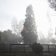 Trees in mist behind fence, Sebastapol, California, USA - PhotoDune Item for Sale