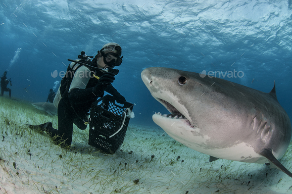 Underwater view of scuba diver on seabed feeding tiger shark, Tiger Beach, Bahamas