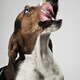 Basset hound sticking out tongue - PhotoDune Item for Sale