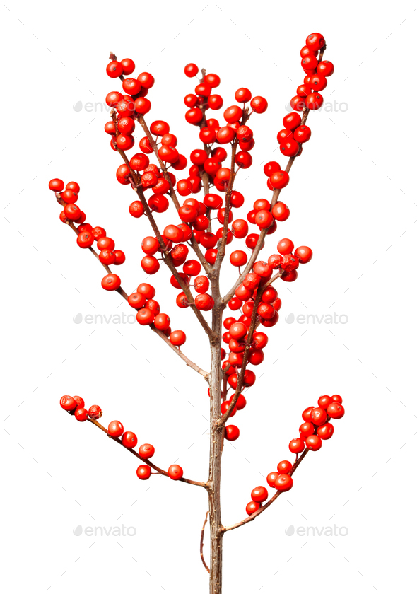 Red holly berries - Stock Photo - Images