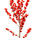 Red holly berries - PhotoDune Item for Sale