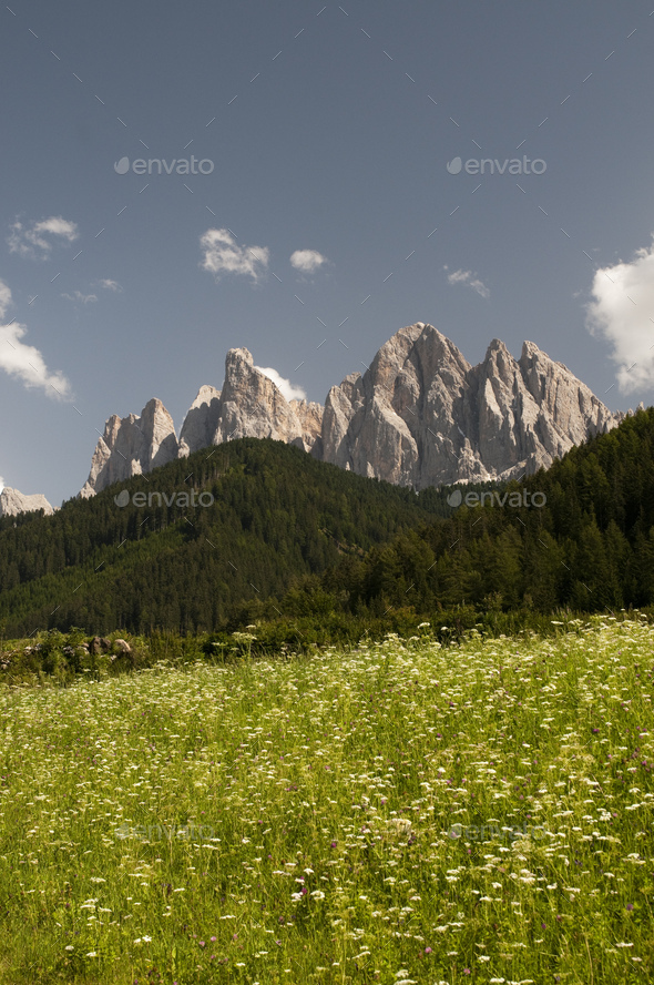 Wildflower meadow and Odle mountain skyline, Funes Valley, Dolomites, Italy