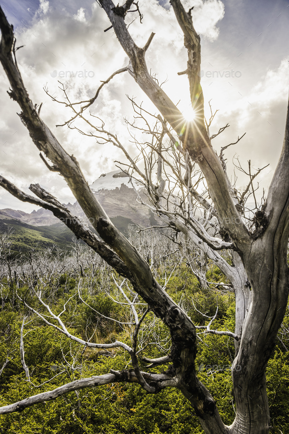 Sunlit skeletal trees in Los Glaciares National Park, Patagonia, Argentina - Stock Photo - Images