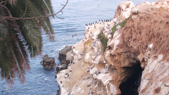 Colony of Brown Pelican Pelecanus Flock Birds Nesting California Coast USA