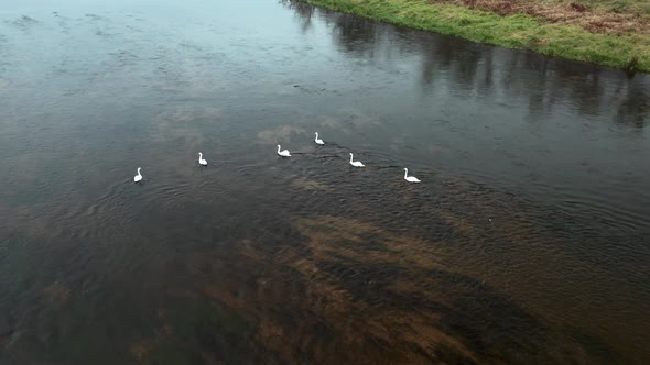 AERIAL: Rotating Shot of Six Swans Swiming Against Current in Cold River in Autumn