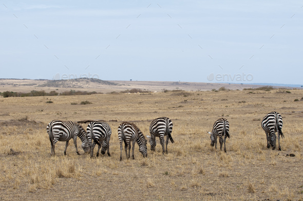 Herd of zebra (Equus quagga), grazing, Maasai Mara National Reserve, Rift Valley, Kenya, Africa