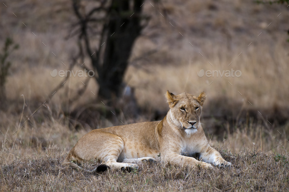 Lioness (Panthera leo), resting, Maasai Mara National Reserve, Rift Valley, Kenya, Africa
