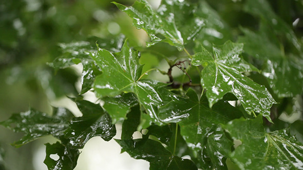 Maple Leaves & Rain 2 alt