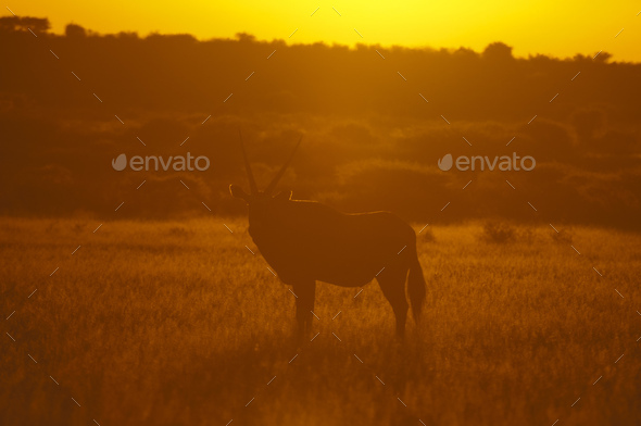 Gemsbok (Oryx gazella), Deception Valley, Central Kalahari Game Reserve, Botswana
