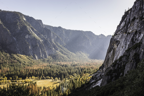 Elevated view of valley forest, Yosemite National Park, California, USA