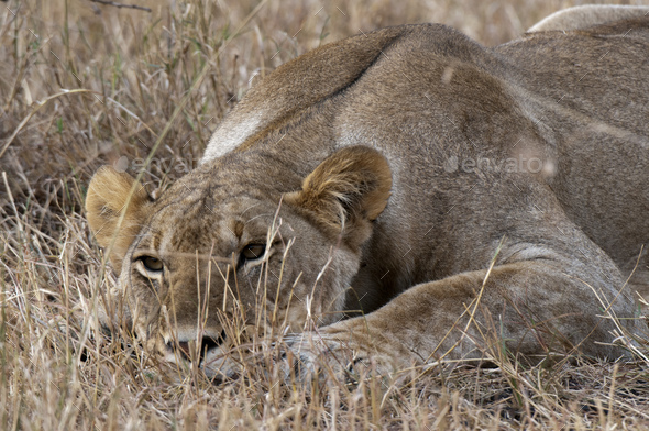 Portrait of Lioness (Panthera leo),close-up, Maasai Mara National Reserve, Rift Valley, Kenya,
