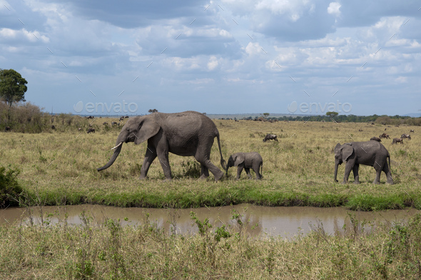 African Elephant and cubs (Loxodonta africana), Maasai Mara National Reserve, Rift Valley, Kenya,