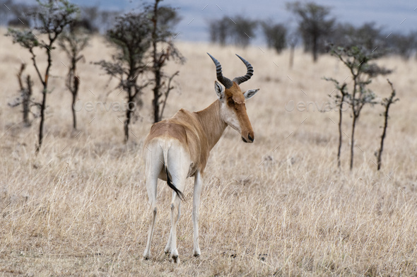 Hartebest (Alcelaphus buselaphus), rear view, Maasai Mara National Reserve, Rift Valley, Kenya,