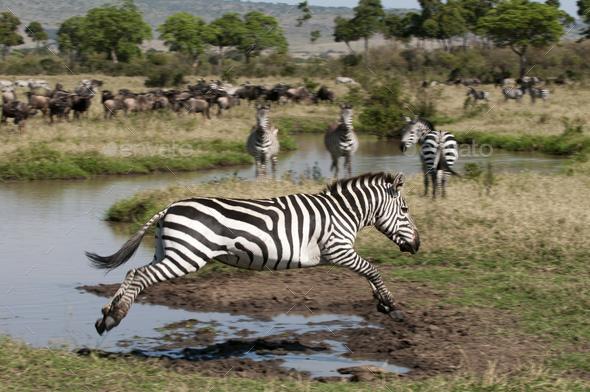 Zebra jumping (Equus quagga), Maasai Mara National Reserve, Rift Valley, Kenya, Africa