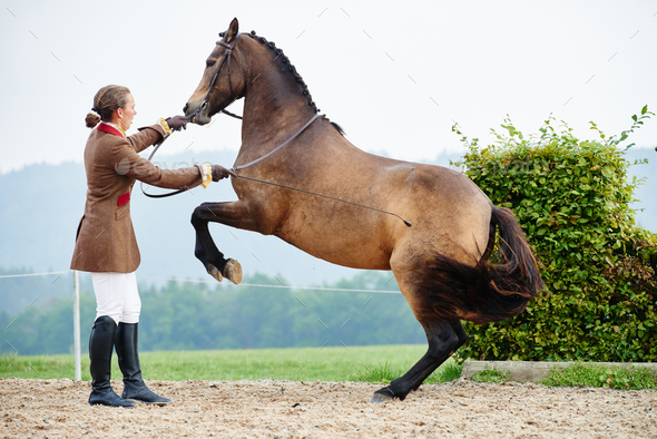 Female rider training dressage horse on hind legs in equestrian arena