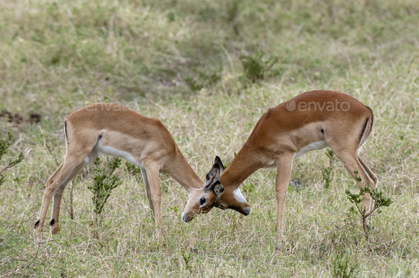 Impalas (Aepyceros melampus), sparring, Maasai Mara National Reserve, Rift Valley, Kenya, Africa