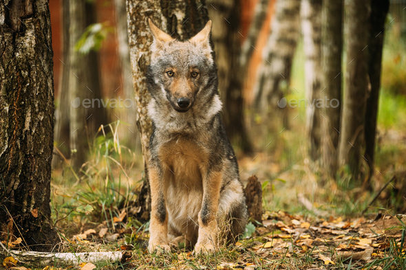 Belarus. Cub Wolf, Canis Lupus, Gray Wolf, Grey Wolf Sitting Outdoors In Autumn Day. Puppy Wolf