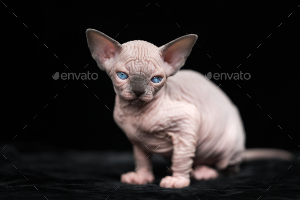 Hairless Kitten Of Canadian Sphynx Cat Breed Sitting On Black Background Stock Photo By Kamchatka